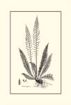 B&W Fern I by Samuel Curtis
