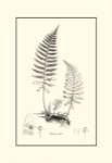 B&W Fern II by Samuel Curtis