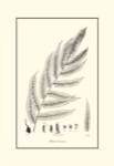 B&W Fern III by Samuel Curtis