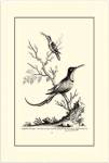 B&W Grt. & Less. Hummingbird (1742) by George Edwards
