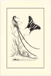 B&W Long. Tailed Hummingbird (1742) by George Edwards