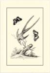 B&W Longtailed Hummingbird  (1742) by George Edwards