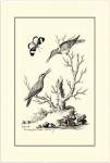 B&W The Hummingbirds (1742) by George Edwards