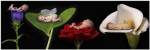 Babies In Bloom Banner by Tanya Hovey