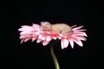 Baby Daisy Nap by Tanya Hovey