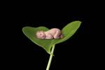 Baby Danielle On Leaf by Tanya Hovey