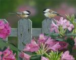 Back Yard Chat by William Vanderdasson