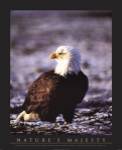 Bald Eagle by John Pezzenti jr