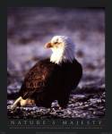 Bald Eagle by John Pezzenti jr