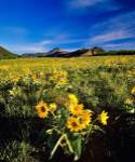 Balsamroot along the Rocky Mountain Front, Waterton Lakes National Park, Alberta, Canada by Chuck Haney / Danita Delimont