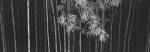 Bamboo - China by Helmut Hirler