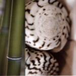 Bamboo I by Jennifer Broussard