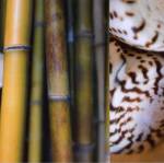 Bamboo II by Jennifer Broussard