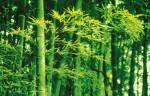 Bamboo in Spring by Photography Collection