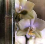 Bamboo IV by Jennifer Broussard