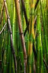 Bamboo Trees, Maui, Hawaii by Panoramic Images