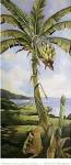 Bananas at Cook's Landing by Deborah Thompson
