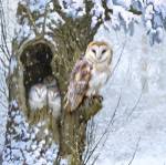 Barn Owl 2 by The Macneil Studio