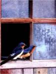 Barn Swallows Window by Chris Vest