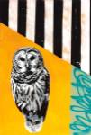 Barred Owl by Urban Soule