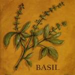 Basil by Kate McRostie