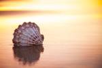 Battered But Beautiful by Chris Moyer