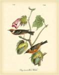 Bay Breasted Wood-Warbler by John James Audubon