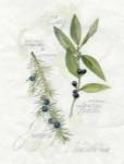 Bay Leaf & Juniper by Elissa Della-Piana