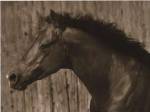 Bayhorse by Robert Dawson
