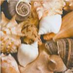 Beachside Shells by Boyce Watt