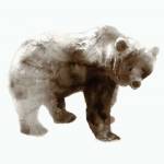 Bear by Edward Selkirk