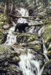 Bear Creek Crossing by Jeff Tift
