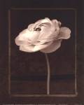 Beauty Endures I by Christopher Corr