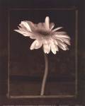 Beauty Endures II by Christopher Corr