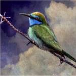 Bee Eater by Chris Vest