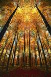 Beginning of Autumn by Philippe Sainte-Laudy