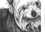 Bella the Yorkie by Beth Thomas
