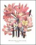 Belladonna by Jane W. Loudon