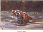 Bengal Tiger by Don Balke
