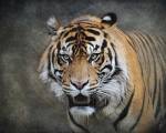Bengal Tiger by Jai Johnson
