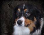 Bernese Mountain Dog by Jai Johnson
