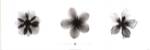 Bert Meyers - X-Ray Frangipani Triptych Size 12x36 by Bert Meyers