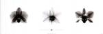Bert Meyers - X-Ray Orchid Triptych Size 12x36 by Bert Meyers