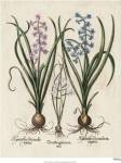 Besler Hyacinth I by Basilius Besler