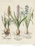 Besler Hyacinth II by Basilius Besler