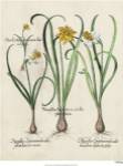 Besler Narcissus I by Basilius Besler
