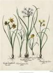 Besler Narcissus II by Basilius Besler