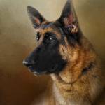 Best In Show by Jai Johnson