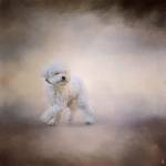 Bichon On The Go by Jai Johnson