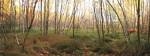 Birch Forest Panorama by Michael Hudson